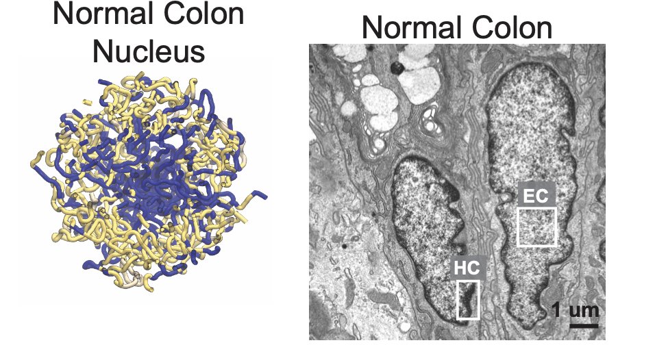 Genome modeling (left) by <a href="/Yifeng_QI/">yqi</a>: