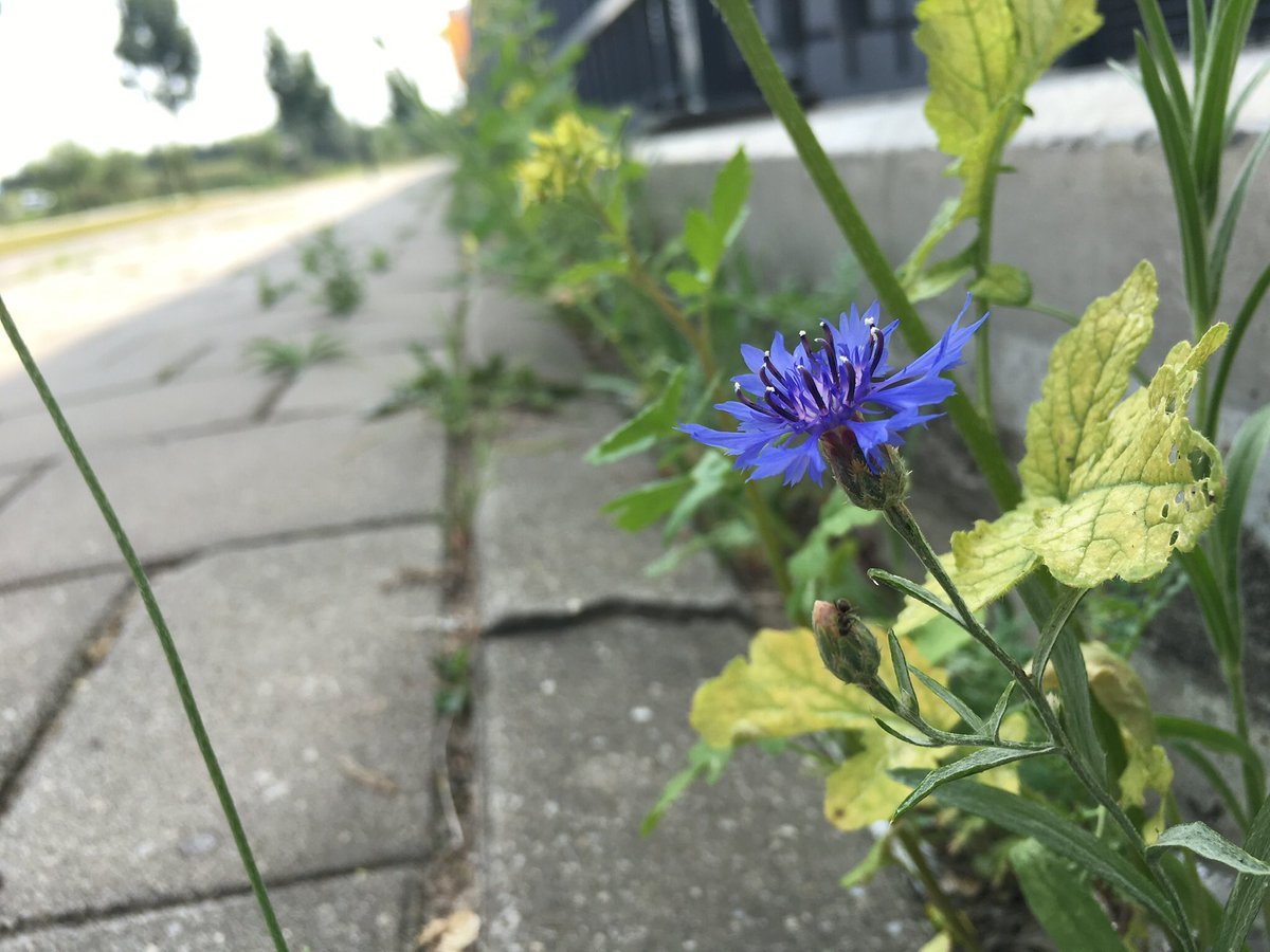 Some pre-quarantine finds for  #pavementplantsLess than wk to go until I can go botanising again 