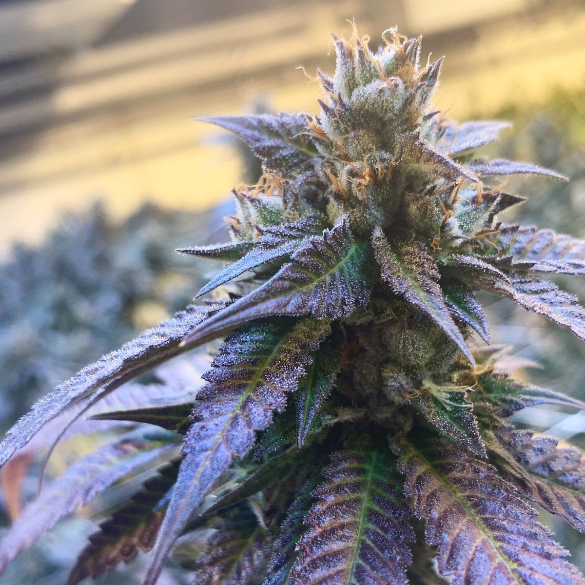 RareDankness's tweet photo. ..

#deepthoughts #plants #cannabiscommunity #wedodank #behappywithyourlife #raredankness #happiness #livereallife #wheredoyouskunk #raredanknessnutrients #ЯDnutrients #nutritionsimplified #terpenesamplified  @raredanknessnutrients @HydrofarmTV https://t.co/8WRmtPmpRf