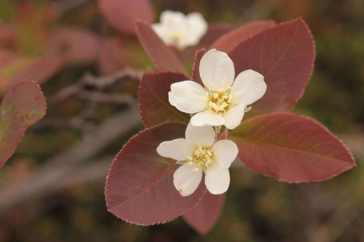 Serviceberries can often be found on rocky outcrops and forest edges. There are a few different species that can be a challenge to distinguish between, but the berries are colliqually referred to as "saskatoons" and are one of the larger berries one can see on a hike.