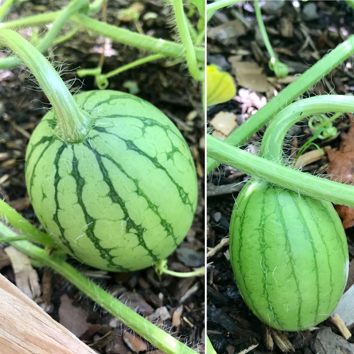 BellamyCare's tweet image. Just a quick post on the progress of my Ice Box watermelons, they are growing so beautifully I feel like a proud plant mother 🍉 😉 #SeedNerd
#permaculture #ilovewatermelon