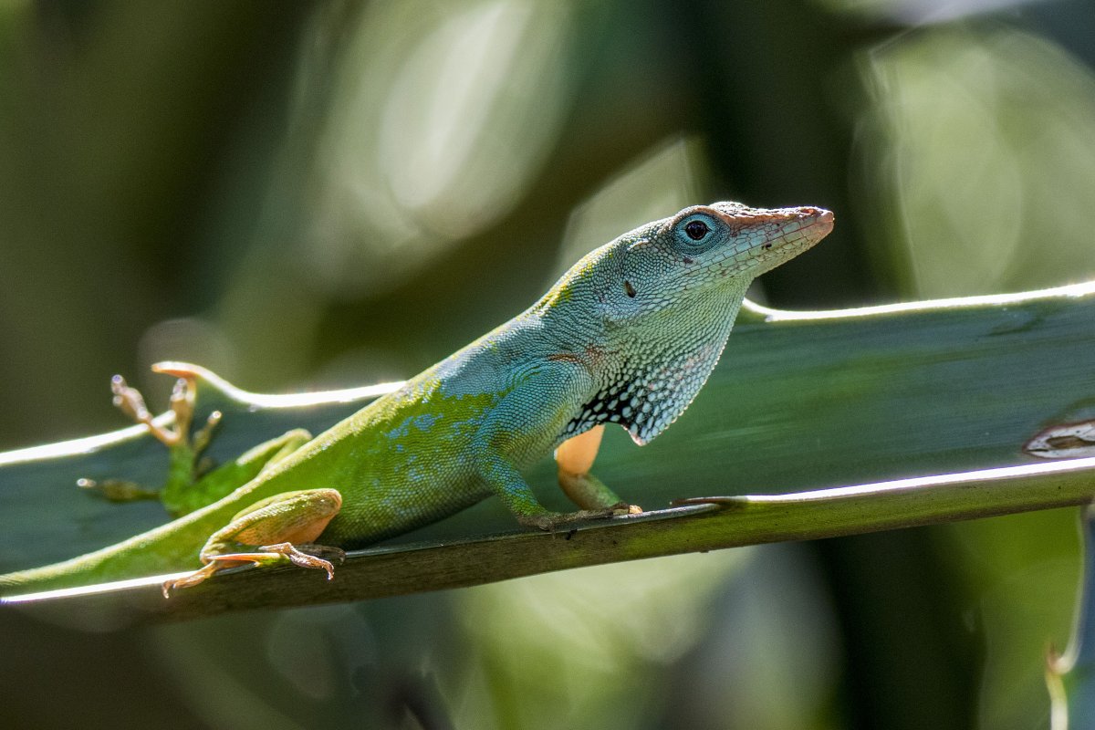 Pnh_CSSR's tweet image. One way of explaining biodiversity is the phrase - ‘when one tugs at a single thing in nature, he finds it attached to the rest of the world.’  Biodiversity is about the diversity - the range of different living things and systems in an area. (src : YPTE)