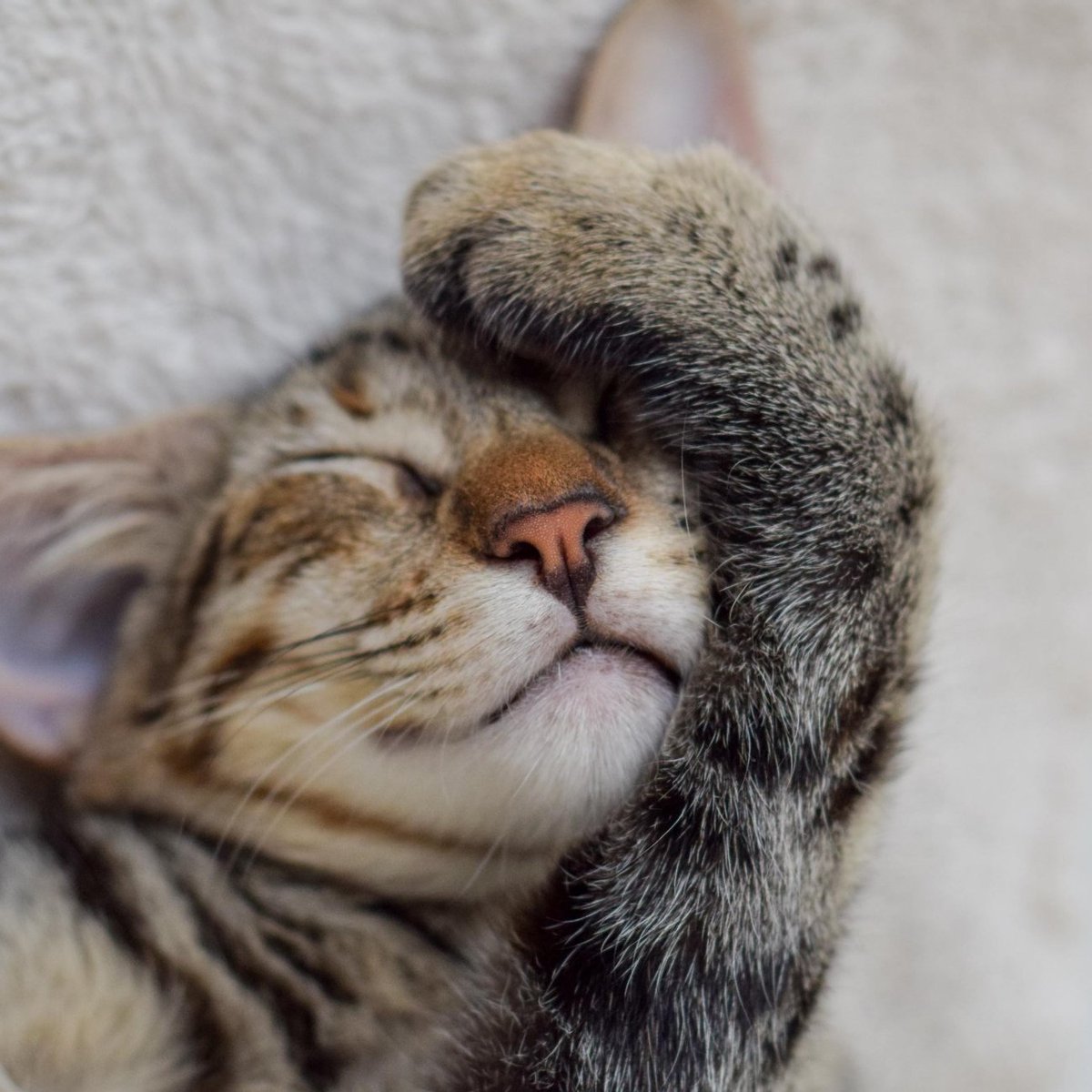 #MeowMonday: it's hard to get back to the grind after a weekend full of cuddling.  Have a pawsome week, furriends!🐾

#meow #catsofinstagram #catsagram #cats #catlady #instacat #kittygram #catlove #dailyfluff