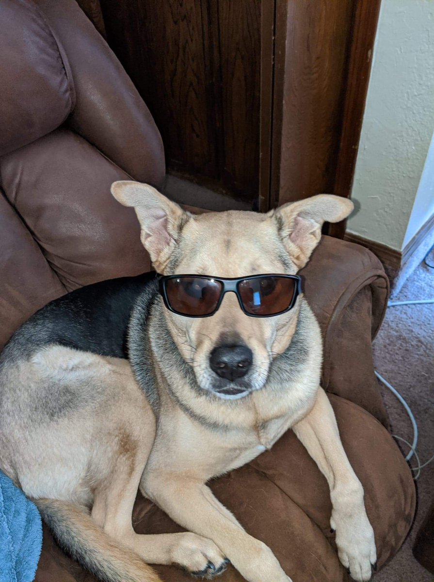 LionHardt544's tweet photo. Friendly reminder that my dog is great and this is one of the best pictures in existence @paycomcareers #PaycomPets https://t.co/bRVR4RidOk