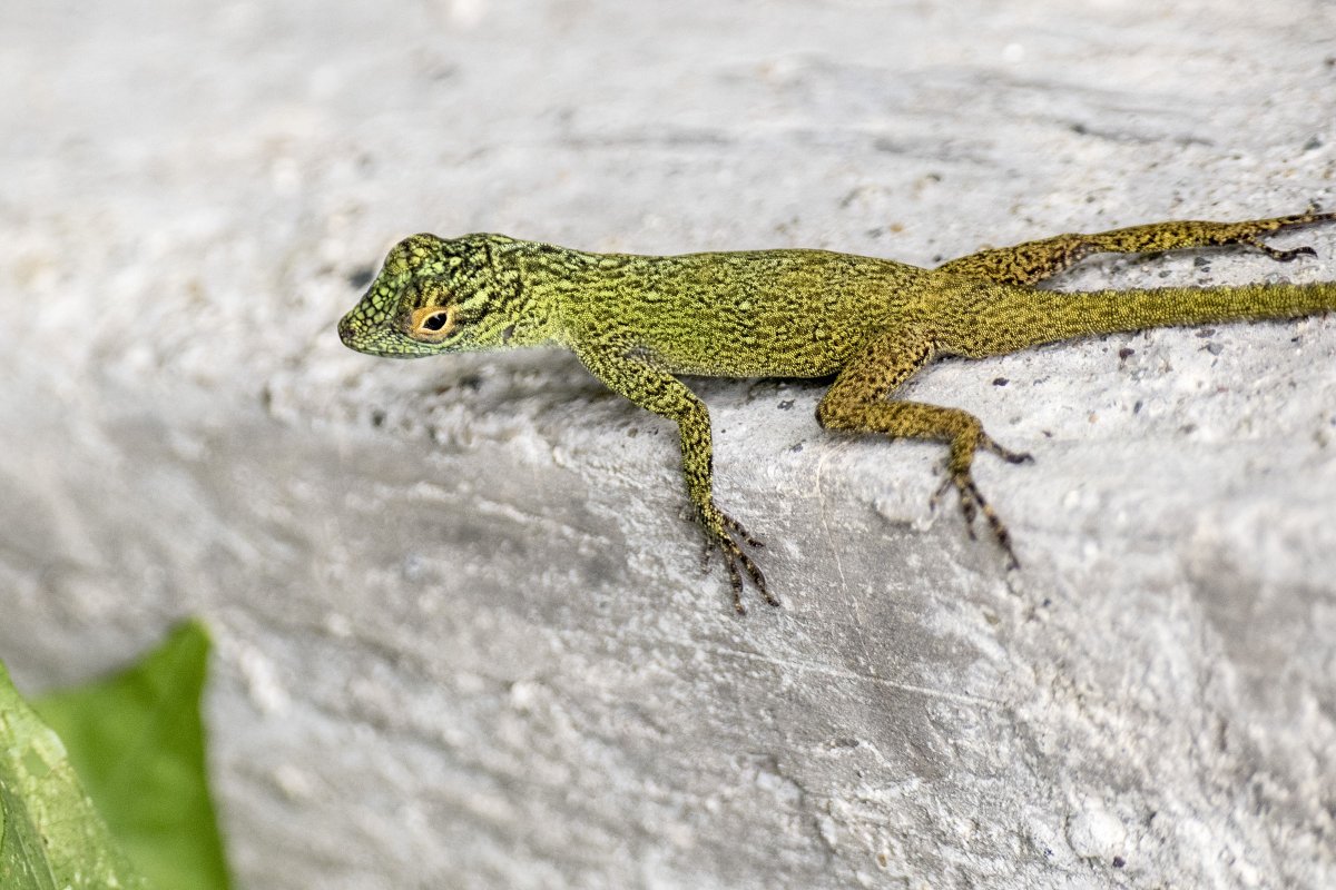 Pnh_CSSR's tweet image. One way of explaining biodiversity is the phrase - ‘when one tugs at a single thing in nature, he finds it attached to the rest of the world.’  Biodiversity is about the diversity - the range of different living things and systems in an area. (src : YPTE)