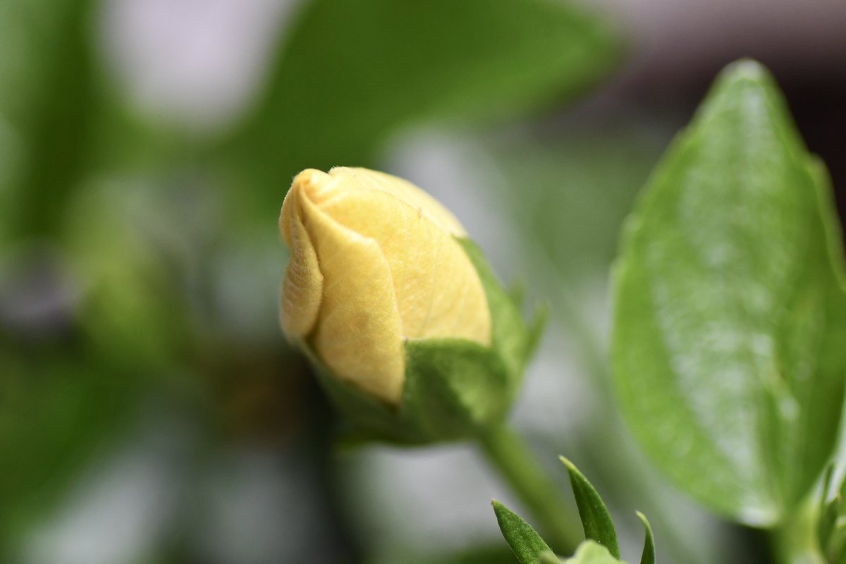 ヒロ福地 この黄色のハイビスカスはまだ一度も咲いていない 鉢の入れ替え後順調に生育しているようだがどうなるか 今週中かな 楽しみ ちなみにハワイの州花はマオ ハウ ヘレという固有種の黄色いハイビスカス 赤ではなく黄色なんです
