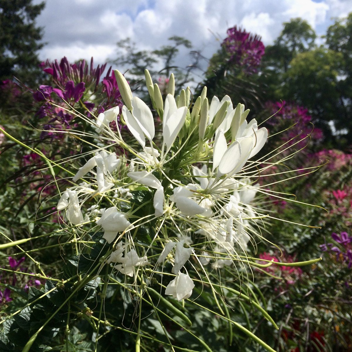 BellantiJewelry's tweet photo. A glorious late summer day. #highlandpark #trees #explodingflowers https://t.co/CSB7CCieYl