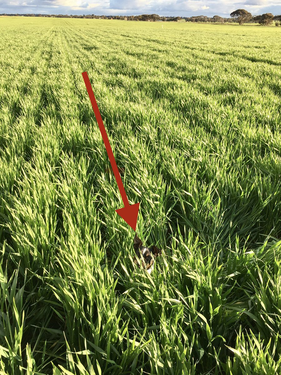 Foxxy easy to find in the 200 kg control. Bit concerned re low nitrate in lowest 50 mm of stems and that number of tillers. Hyper 900kg racing headlong to the cliff with just shy of 1000 tillers and a calculated 203 mm soil moisture by Nov.  