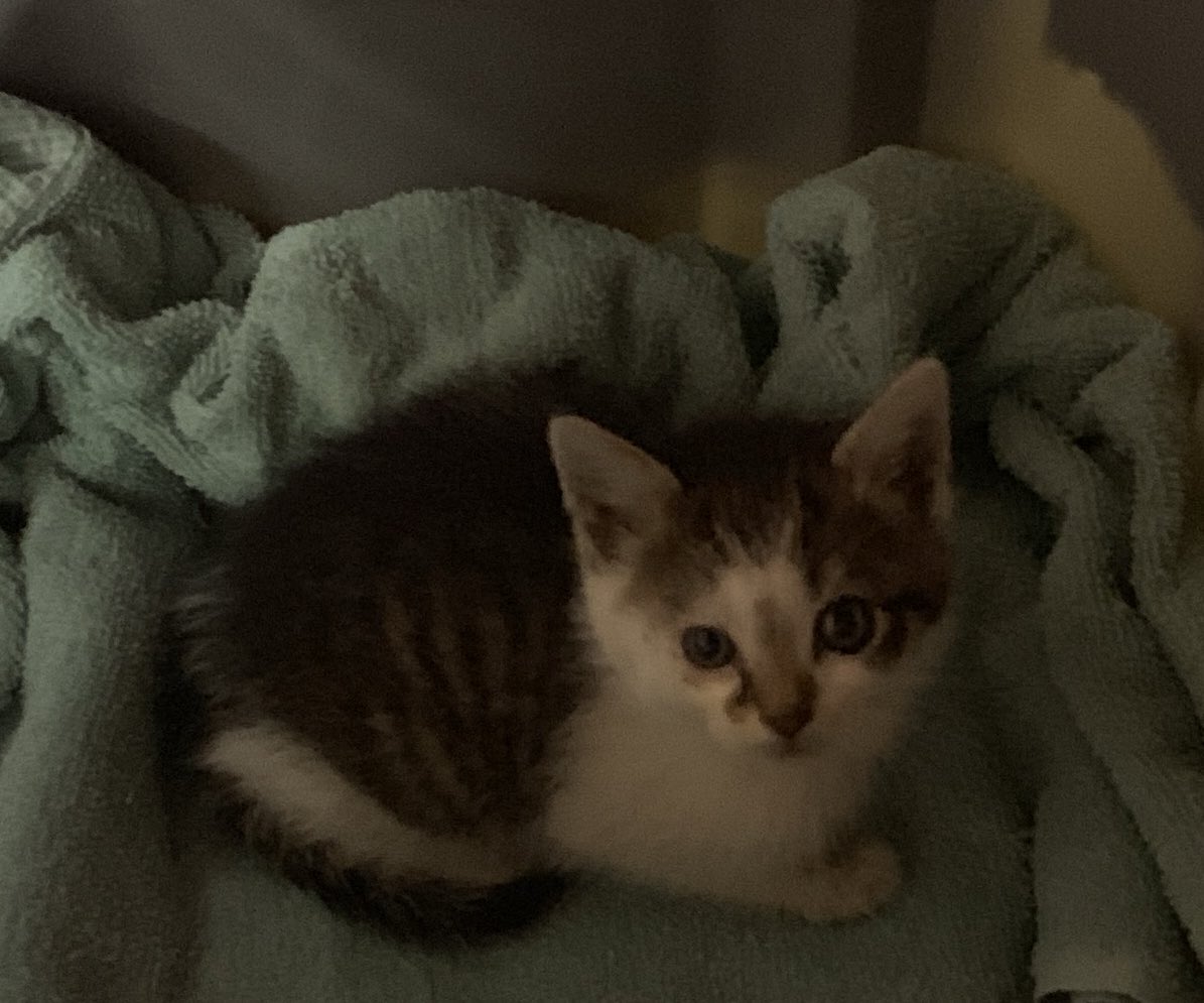 Gothamkitty21's tweet photo. So dad rescued a little kitten yesterday and it got away from him in his car and has lived in his dashboard for the last 24 hours...meet Dash! https://t.co/NckoPjOWR7