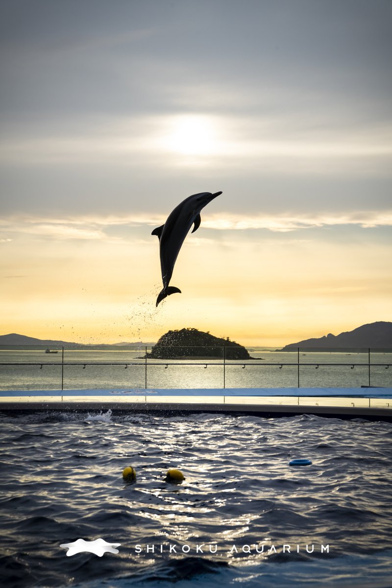 ট ইট র 四国水族館 公式 四国水族館のイルカたちはプログラムに関係なくよくジャンプする 急にスイッチが入ったようにｗ 自由時間のジャンプに出逢うとなぜかココロが躍る でもイルカの魅力はジャンプだけじゃない プログラム時間に限らず ここでの