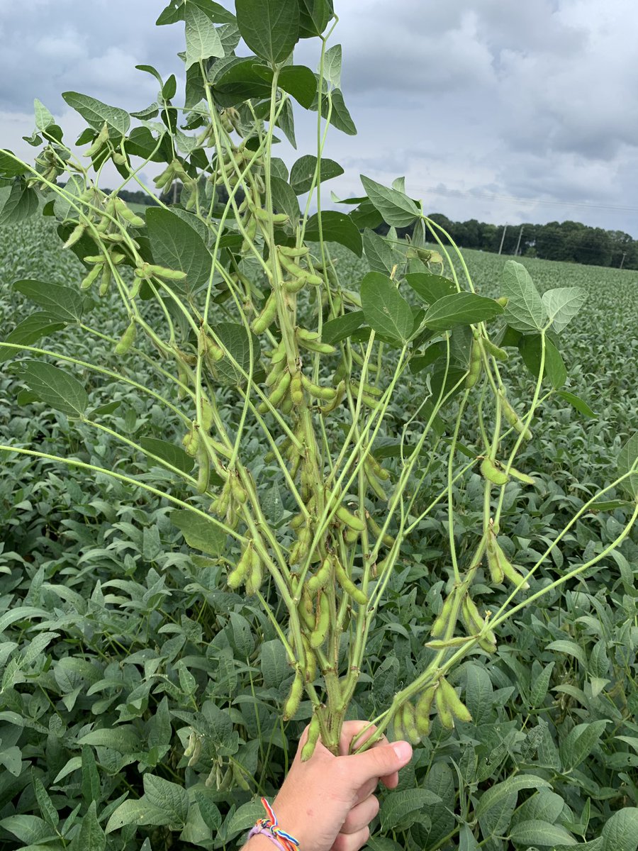 Bkitch1Bodie's tweet photo. Left home at 730 got 2 hours left- looked at some beautiful corn met some amazing ppl and capped day off presenting at @EliteSeedLLC field day! Now it’s loud music and Kate night agronomy talks to keep me awake https://t.co/TVzuft8GHp