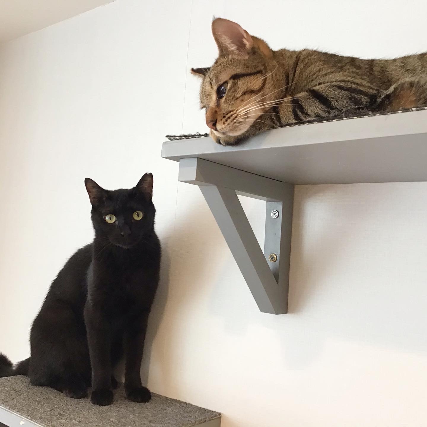 保護猫カフェ ネコリパブリック 池袋 いっぺー 魁 トライアル決定 甘えん坊いっぺーくんと シャイな魁くんのトライアルが決まりました いっぺーは 猫をみて遊び方を変える できる男 魁は 子猫にも遠慮してしまう 優しすぎる男です 続く