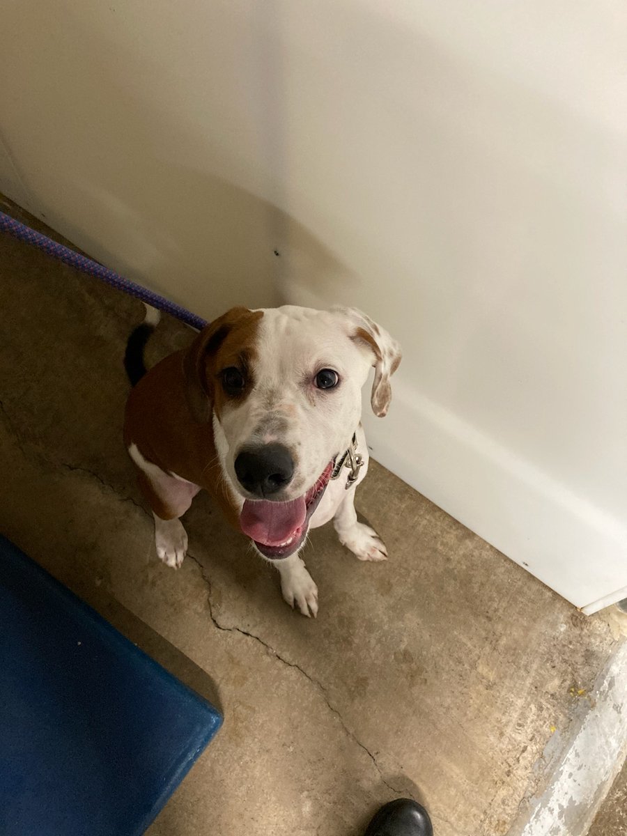 wspolice's tweet photo. Does anyone recognize this good boy? He was randomly abandoned tonight by a vehicle on Brookside Dr. We don't know if he was stolen or just has the world's worst owner. Also a lot of people don't know this but you're legally required to share every dog photo that we post. https://t.co/i8RRKsWbyb