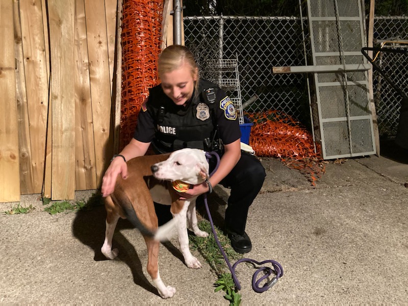 wspolice's tweet photo. Does anyone recognize this good boy? He was randomly abandoned tonight by a vehicle on Brookside Dr. We don't know if he was stolen or just has the world's worst owner. Also a lot of people don't know this but you're legally required to share every dog photo that we post. https://t.co/i8RRKsWbyb