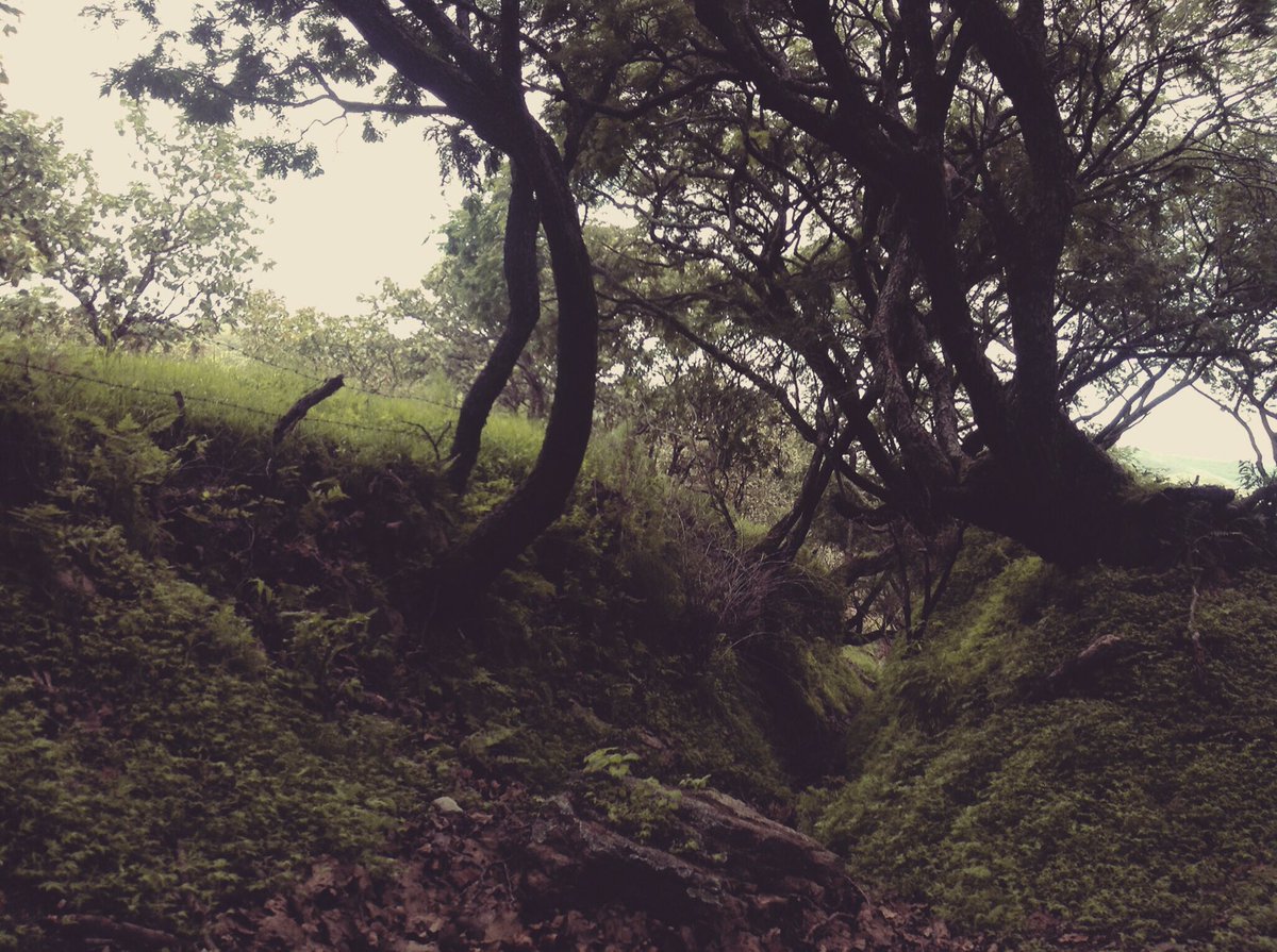 MariaPolette's tweet photo. #forest #myphotos #unknownpaths  #August2020 https://t.co/UVidH6StBC