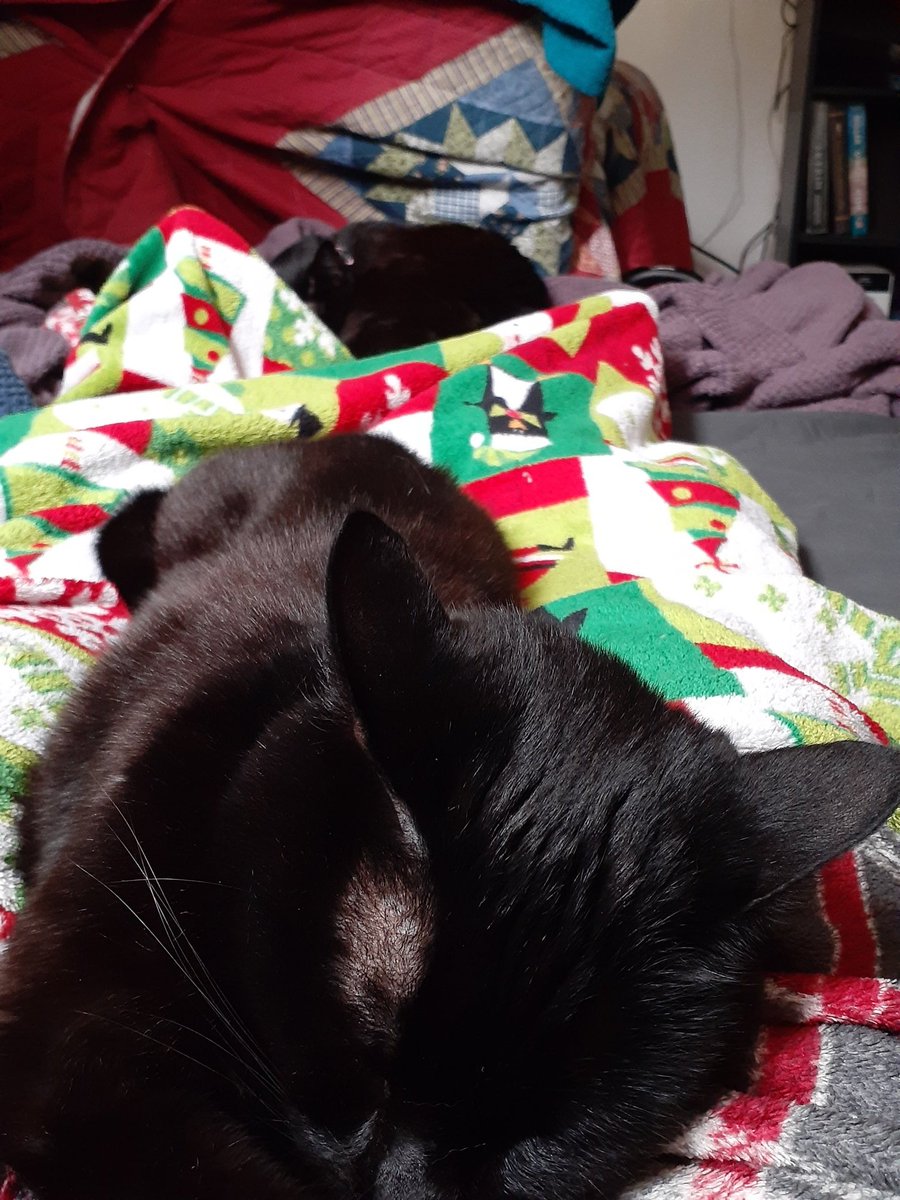 I think I'm comfortable. 
#scarlet #scarletthevain #blackcat #iamnotbadluck