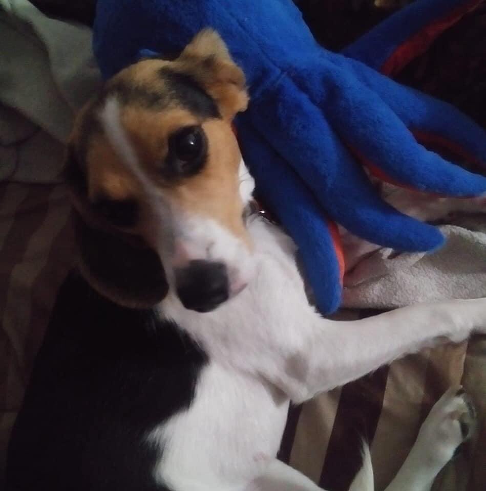 William15613411's tweet image. If anyone come across this female dog please let me know she was last seen on Commander Shepard and magruder Blvd in the city of Hampton she goes by Lilly she belongs to my friend @Joey Dickerson