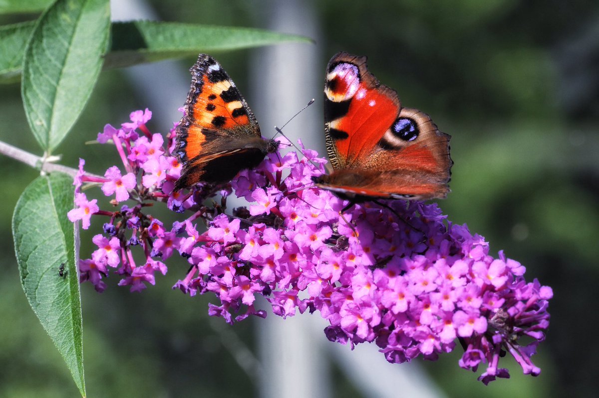 Bill gregory tweet media