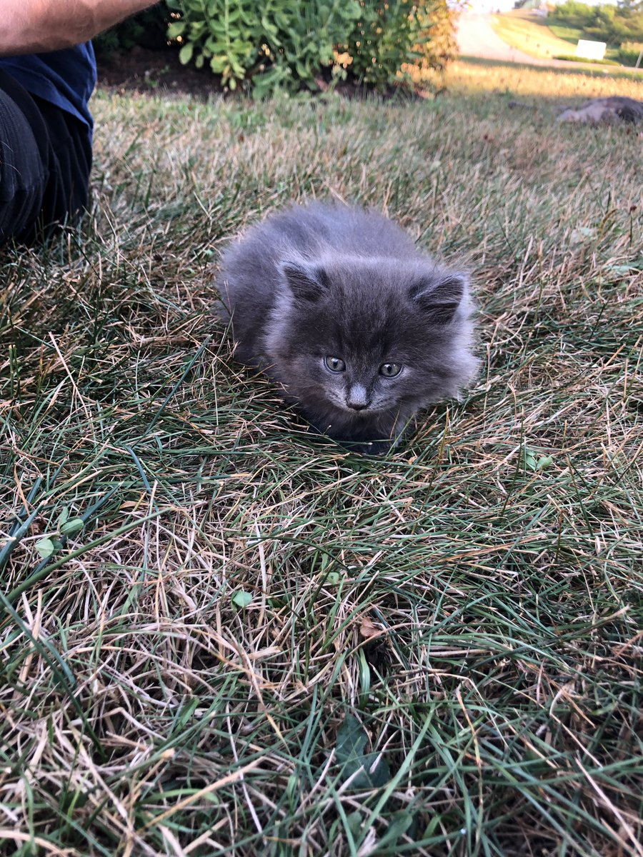 kelciefurry's tweet photo. Isaiah and I welcome this little bean to our family next week! 🥰 Kai and Bentley are going to have a new brother!! https://t.co/bl5BQhd8x7