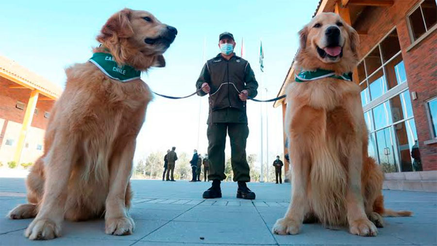 Entrenan a perros en México para detectar a enfermos de #Coronavirus
#Sonora #COVID19
bit.ly/32lIzjI