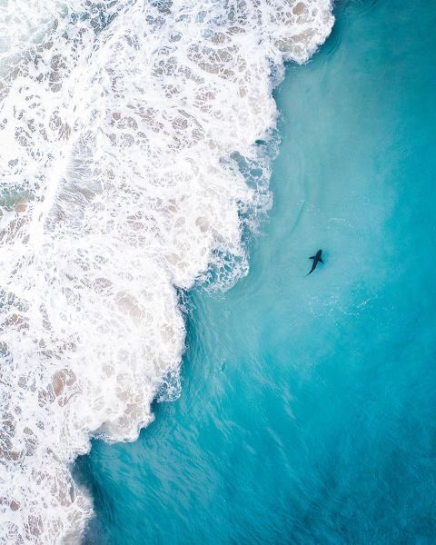 sharksdaily2's tweet photo. It’s been a long day. I wish I was this shark instead of a human. Oh to swim all day long. No stress. No worries. https://t.co/bAs5WNo0tv
