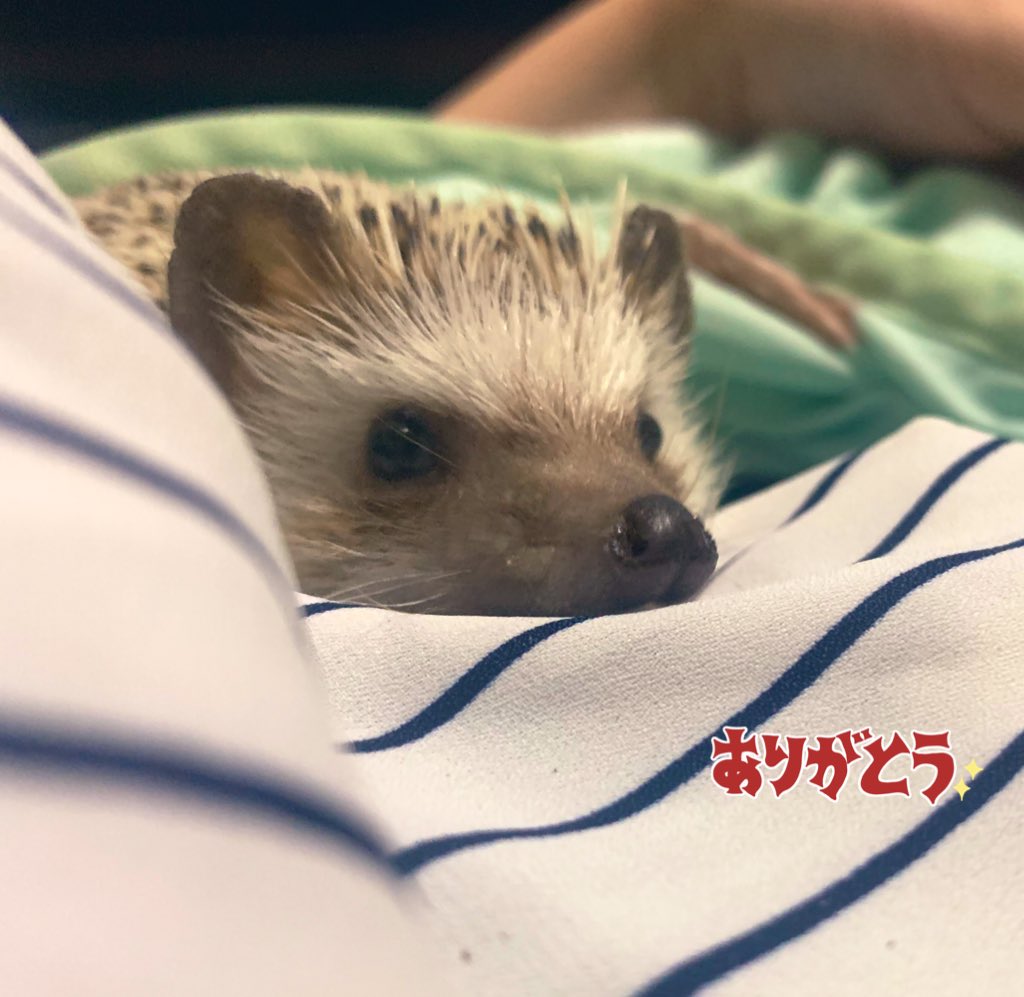 agu123rin's tweet photo. 昨日早朝にあぐりは旅立ってしまいました。一昨日からはずり這いになって夜中に私が移動を補助した後そのまま眠るようでした。全盛期はTwitterで沢山お友達を作ってくれたしいつも私の側にいてくれて本当に素敵な子でした。仲良くしてくれたりアドバイスくれた方々本当にありがとうございました☺️ https://t.co/zSicM1DYUi