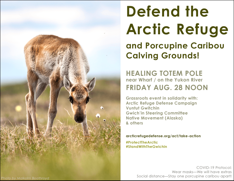 Rally to protect the Arctic National Wildlife Refuge from drilling - Fri, Aug. 28th #Whitehorse #Yukon #caribou #biodiversity #climatechange #ANWR