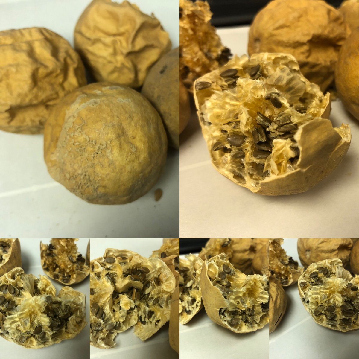 herbalveda's tweet photo. #bitterapple #bitterapples #tumma #citrulluscolocynthis #citrullus #colocynth #bittercucumber #bittercucumbers #desertgourd #egusi #vineofsodom #wildgourd https://t.co/qtxjCUlmGu