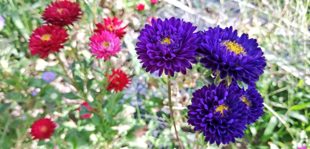 エゾギク Twitter Search