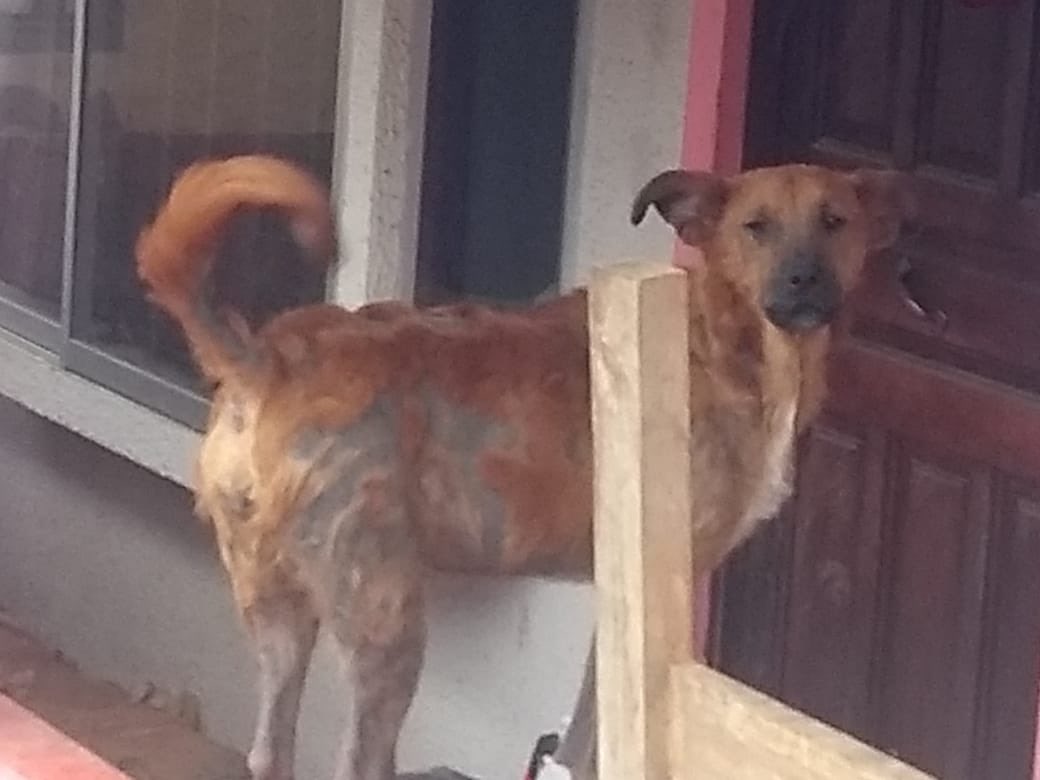 ebeltranturra's tweet photo. NECESITO DENUNCIAR #maltratoanimal en San Carlos, comuna de @eltabo_oficial. Mi vecina (que no vive ahí) lleva por lo menos 20 años recogiendo perros y abandonándolos en su sitio, lo intentamos a través de la muni, pero la respuesta fue: “mejor eso a que estén en la calle” pls RT https://t.co/xjb9wct3vw
