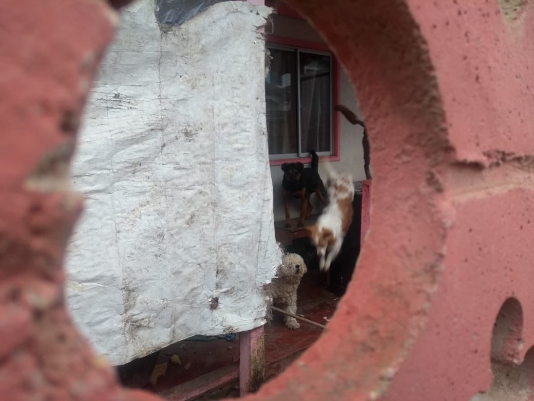 ebeltranturra's tweet photo. NECESITO DENUNCIAR #maltratoanimal en San Carlos, comuna de @eltabo_oficial. Mi vecina (que no vive ahí) lleva por lo menos 20 años recogiendo perros y abandonándolos en su sitio, lo intentamos a través de la muni, pero la respuesta fue: “mejor eso a que estén en la calle” pls RT https://t.co/xjb9wct3vw