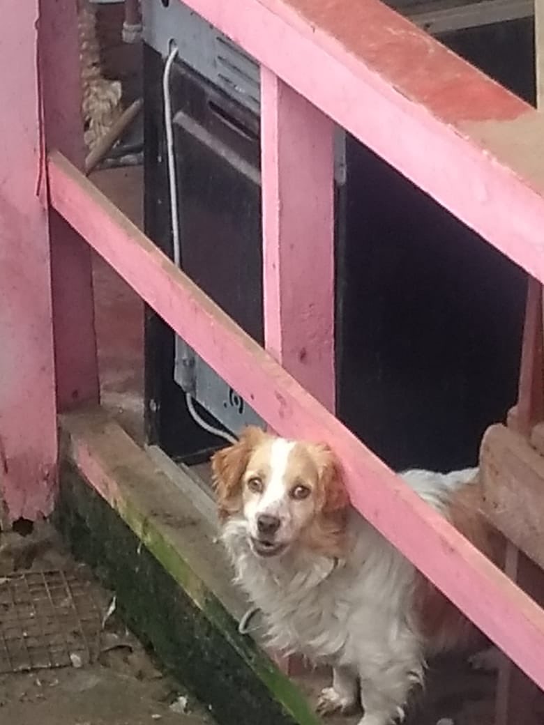 ebeltranturra's tweet photo. NECESITO DENUNCIAR #maltratoanimal en San Carlos, comuna de @eltabo_oficial. Mi vecina (que no vive ahí) lleva por lo menos 20 años recogiendo perros y abandonándolos en su sitio, lo intentamos a través de la muni, pero la respuesta fue: “mejor eso a que estén en la calle” pls RT https://t.co/xjb9wct3vw