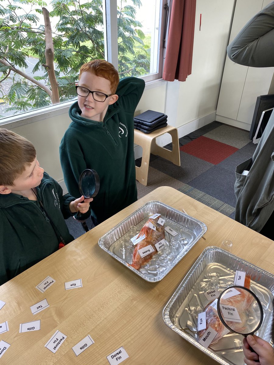 mcleodteach77's tweet photo. Kākano 1 exploring their class story Te Ika-a-Māui in STEM today https://t.co/LOJnpefNEx