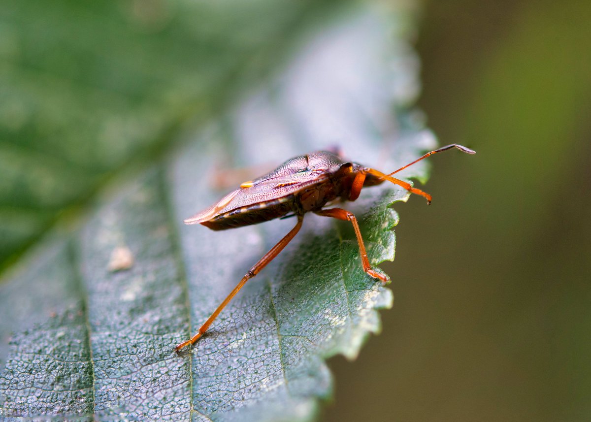 D_MartinPhotos's tweet photo. First attempt at #photostacking with a live subject. A few blurry spots but not a bad attempt for handheld.
#shieldbug #wildlife #windsorgreatpark #duncanmartinphotography #insects #macro https://t.co/h2bLBCU5gj