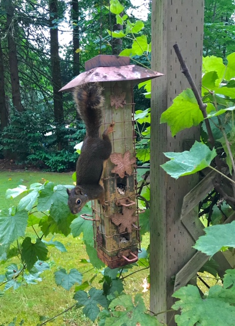 PamDibbs's tweet photo. The packaging on this said "squirrel-proof bird feeder" but obviously squirrels can't read. #funnyanimals #humor https://t.co/PY0k60zXQE