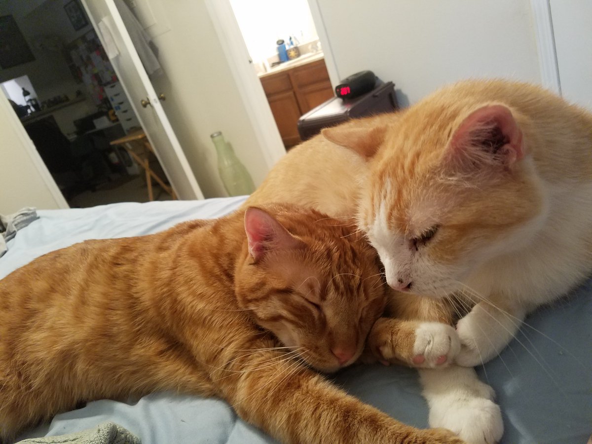 fictionfiend's tweet photo. @TheBloggess Late to the party. An exceedingly rare photo of my 2 boys peacefully coexisting. Wilson, aka "Little Turd", is on the L; Mister is on the R.
ps: Yes, Mister is named for Harry Dresden's cat. :)
pps: I logged into Twitter for the first time in 3+ years just to send you this! https://t.co/TKHCu72jgt