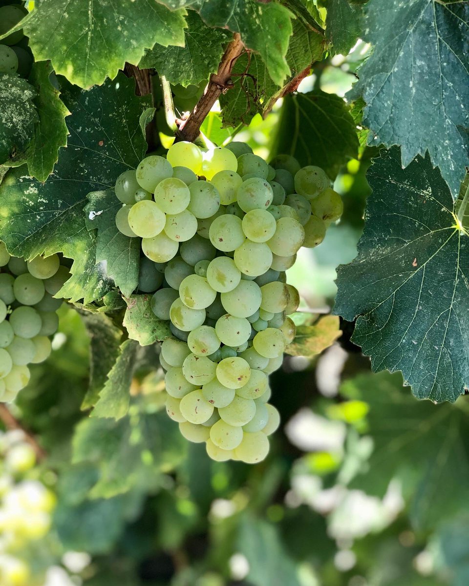 RobledoWinery's tweet photo. 2020 Harvest continues with Chardonnay from Los Carneros that will be used to make sparking wine. 🥂🍾

#robledofamilywinery #sonomavalley #loscarneros #sipsonoma #harvest #grapeharvest #chardonnay #chard #sonoma #sonomacounty https://t.co/evz5cviezI