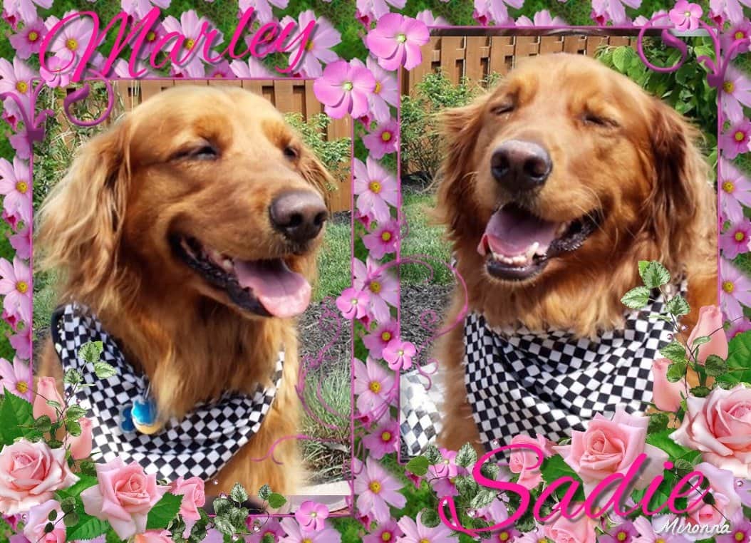 JustGoldens's tweet photo. We missed the Indy 500 yesterday but the Thunderbirds flew over our house!  #MarleySadie #racedogs #Thunderbirds https://t.co/MwFEIMHrV5