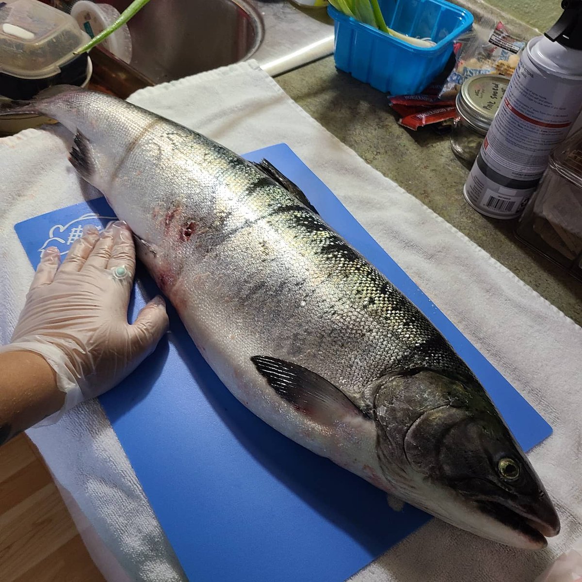 MsGarzasRoom's tweet photo. When you live in Alaska people just hand you a salmon and you say Thank You! #alaskathings #salmon https://t.co/zyL4H0yFFE
