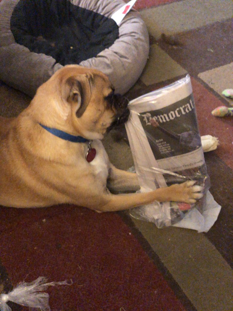 EthanDotts's tweet photo. What rufus thinks about the news https://t.co/HHoGAE3tBw