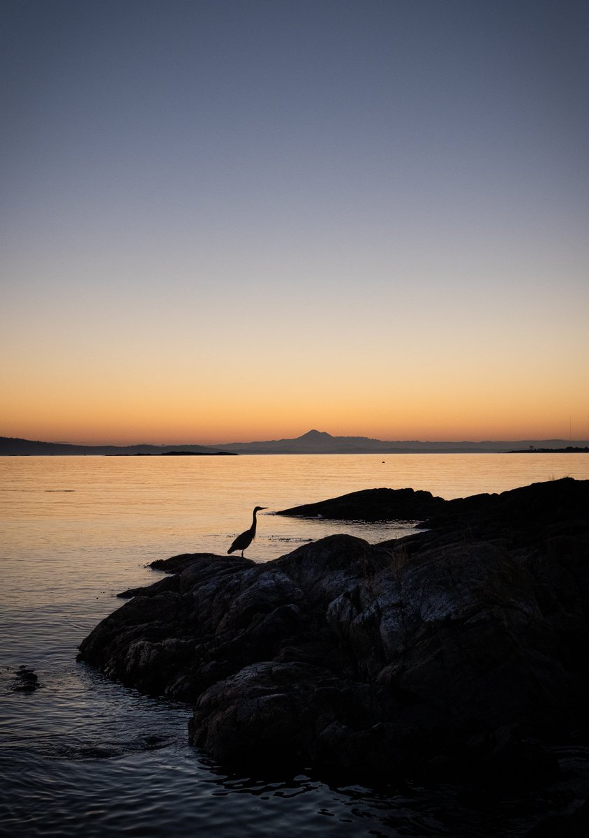 msanseve's tweet photo. The Rubaiyat of Omar Khayyam

Awake! for Morning in the Bowl of Night
Has flung the Stone that puts the Stars to Flight:
    And Lo! the Hunter of the East has caught
The Sultan's Turret in a Noose of Light.

Morning at #CattlePoint @DistrictOakBay https://t.co/IJiMdQOvrV
