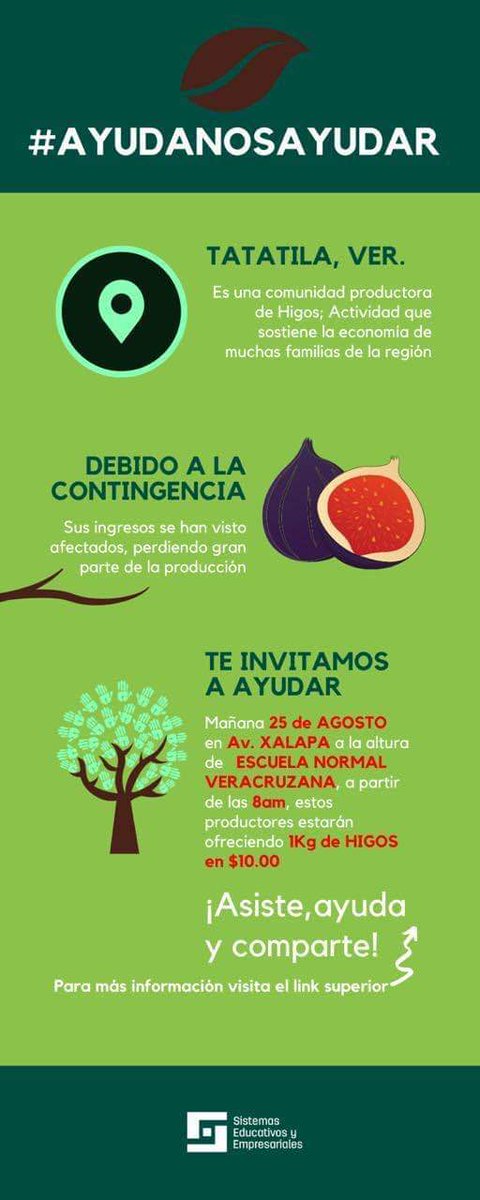 programming724's tweet image. ¡Mañana en Xalapa! ¿Que tal hacer un pay de higo?