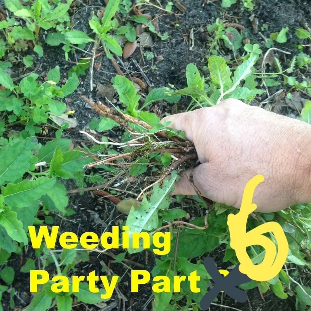 Join us this Thursday August 27th at 7:00 pm for another social-distanced weeding party.

High school students, if you show up and pull some weeds I'll sign off on some volunteer hours for you.

If you get a few people to show up. We can get a lot done in an hour or so.

Thanks