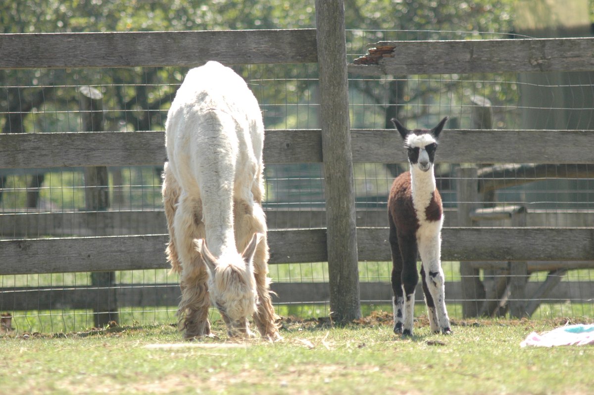 OldMillAlpacas's tweet photo. Snowflake kicked off the 2020 cria season with a gorgeous multi girl! Sired by our black champion Countash, this little lady is full of energy, and seems to be a real leader. We can't wait to get to know her better!

Photos by @GlaciersGlory 
#OldMillAlpacas #AlpacaOntario https://t.co/8FhqXJu6j0