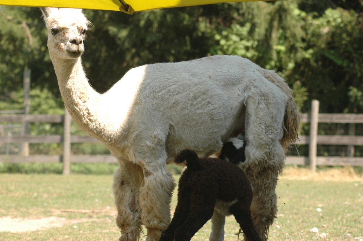 OldMillAlpacas's tweet photo. Snowflake kicked off the 2020 cria season with a gorgeous multi girl! Sired by our black champion Countash, this little lady is full of energy, and seems to be a real leader. We can't wait to get to know her better!

Photos by @GlaciersGlory 
#OldMillAlpacas #AlpacaOntario https://t.co/8FhqXJu6j0
