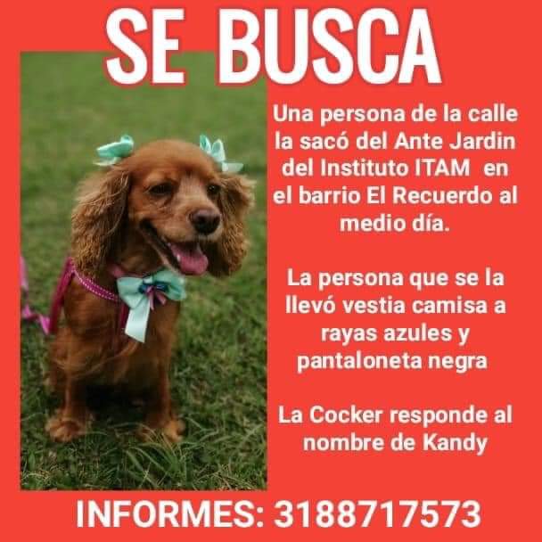 #ServicioSocial 🔊 Buscamos a Kandy , fue raptada en el barrio el Recuerdo, ayúdanos a difundir para que regrese pronto a su hogar, cualquier información es valiosa.

Contacto:3188717573.