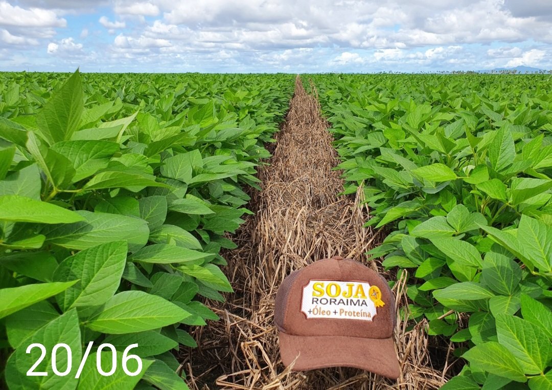 aluizionassi's tweet image. &amp;gt;&amp;gt; Antes &amp;amp; Depois &amp;lt;&amp;lt;

Incrível a rapidez... #Roraima_SemIgual !!
FT 3191 IPRO

#Roraima_HemisférioNorte
* + de 12 horas de Luz média/ano
#Soja_Roraima
#Agro_Roraima
#AmbiantalmenteCorreto 
#Cerrado_Roraima
#Roraima_AMelhorFronteiraAgrícolaDoBRASIL
#RoraimaCadaDiaMelhor