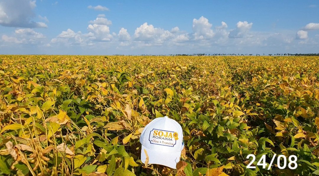 aluizionassi's tweet image. &amp;gt;&amp;gt; Antes &amp;amp; Depois &amp;lt;&amp;lt;

Incrível a rapidez... #Roraima_SemIgual !!
FT 3191 IPRO

#Roraima_HemisférioNorte
* + de 12 horas de Luz média/ano
#Soja_Roraima
#Agro_Roraima
#AmbiantalmenteCorreto 
#Cerrado_Roraima
#Roraima_AMelhorFronteiraAgrícolaDoBRASIL
#RoraimaCadaDiaMelhor