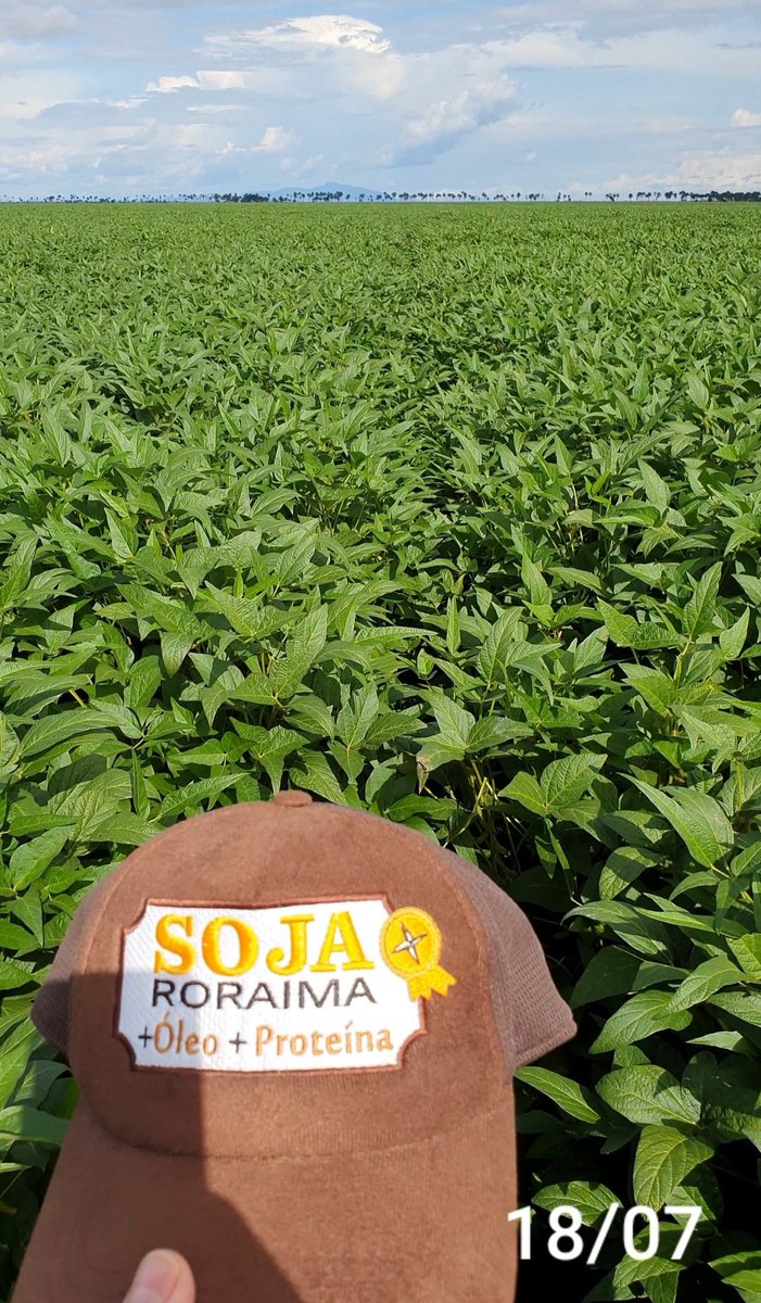 aluizionassi's tweet image. &amp;gt;&amp;gt; Antes &amp;amp; Depois &amp;lt;&amp;lt;

Incrível a rapidez... #Roraima_SemIgual !!
FT 3191 IPRO

#Roraima_HemisférioNorte
* + de 12 horas de Luz média/ano
#Soja_Roraima
#Agro_Roraima
#AmbiantalmenteCorreto 
#Cerrado_Roraima
#Roraima_AMelhorFronteiraAgrícolaDoBRASIL
#RoraimaCadaDiaMelhor