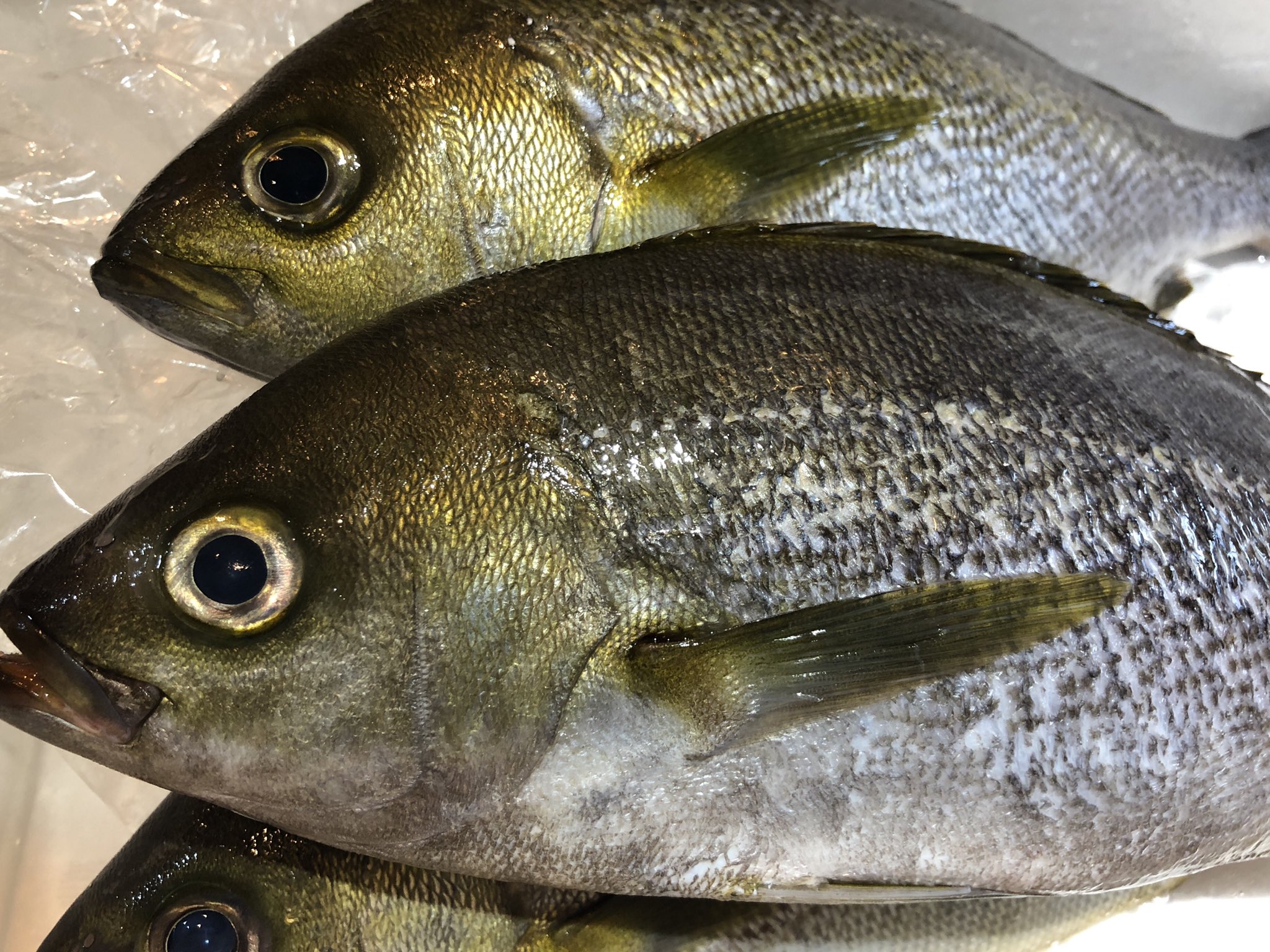 ট ইট র きょうや食堂 おはようございます 今日のおすすめは 関イサキのお刺身定食です ご来店お待ちしています 関イサキ 魚料理 T Co Ffidjxjcdr ট ইট র